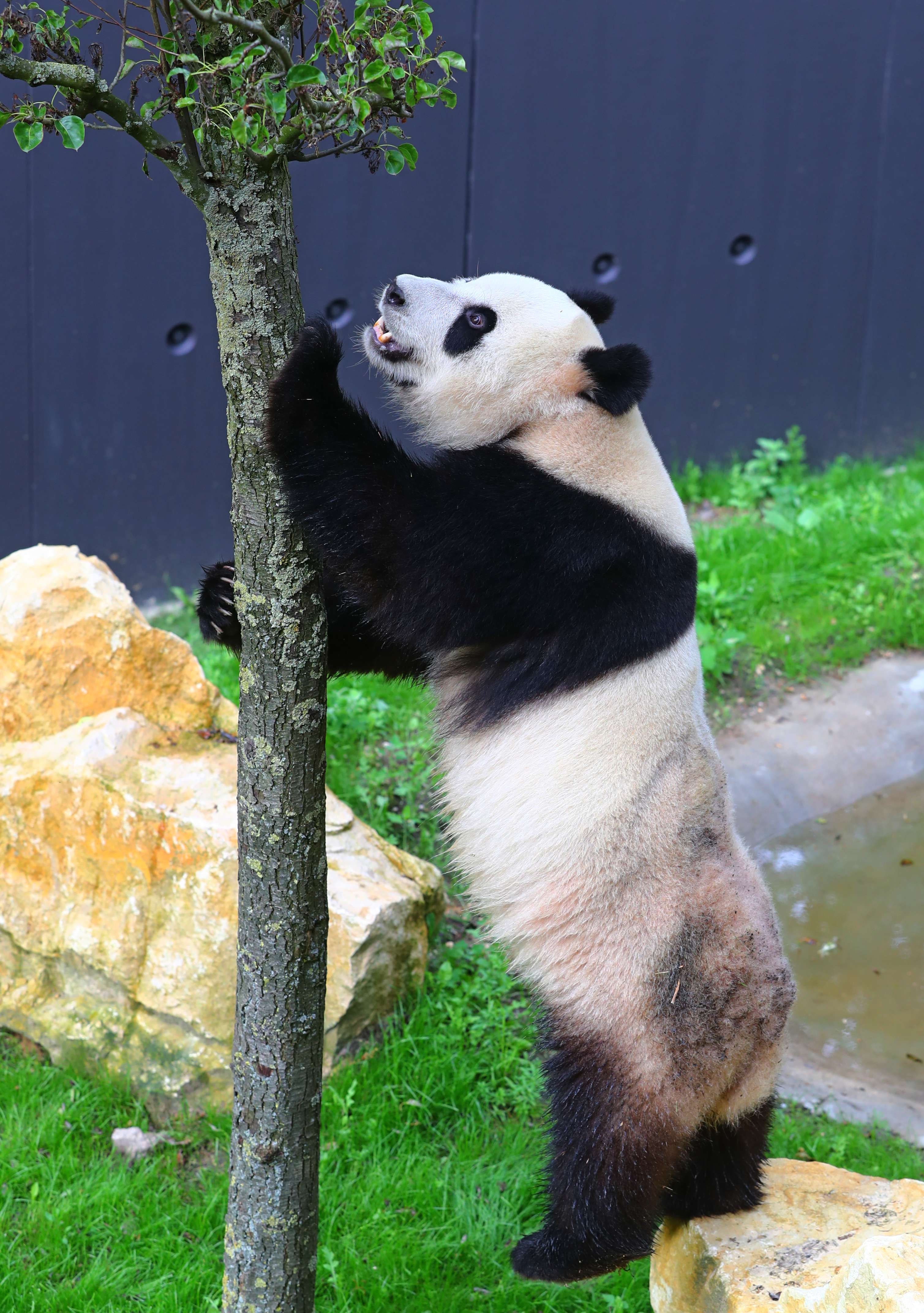 Two giant pandas make enchanting debut at Dutch zoo