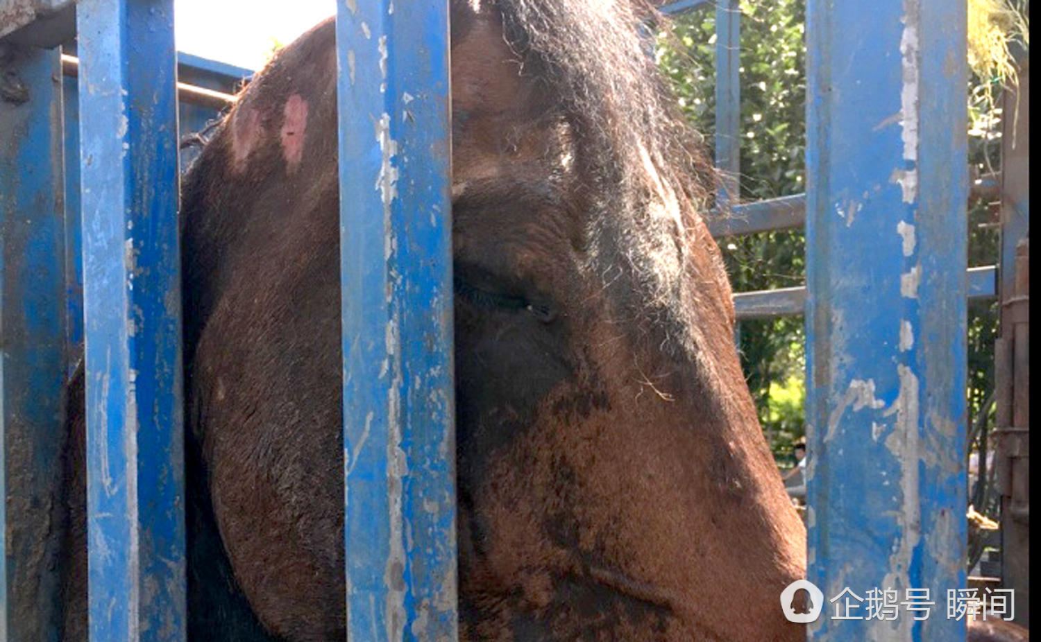 Racing horse crashes into car on ring road