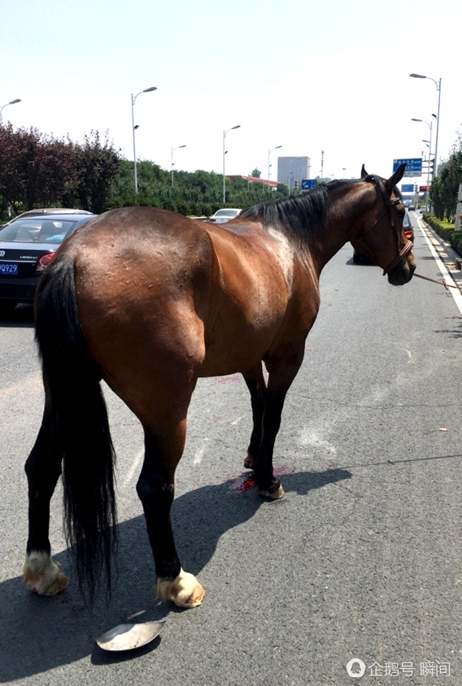 Racing horse crashes into car on ring road