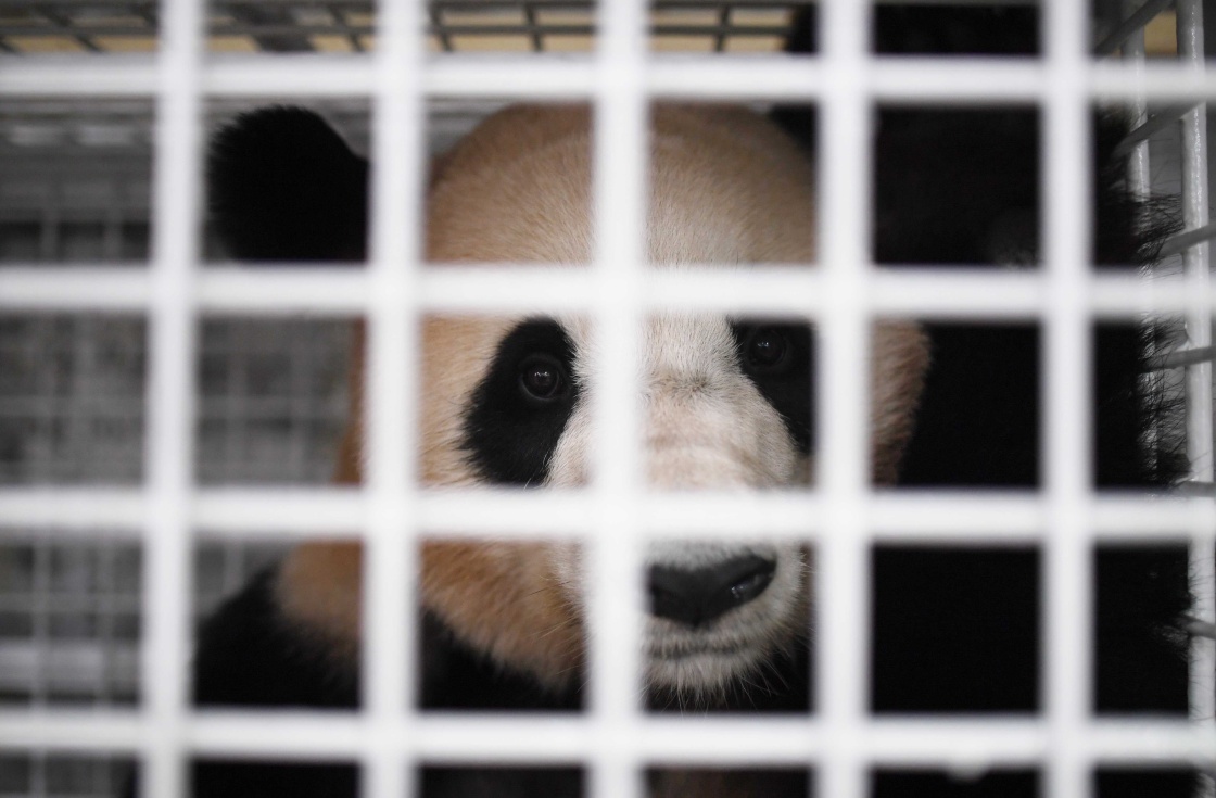 Three pandas return from Japan to China