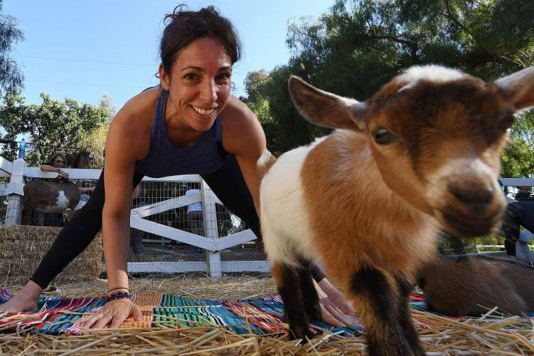 Yoga with goats craze takes off in US