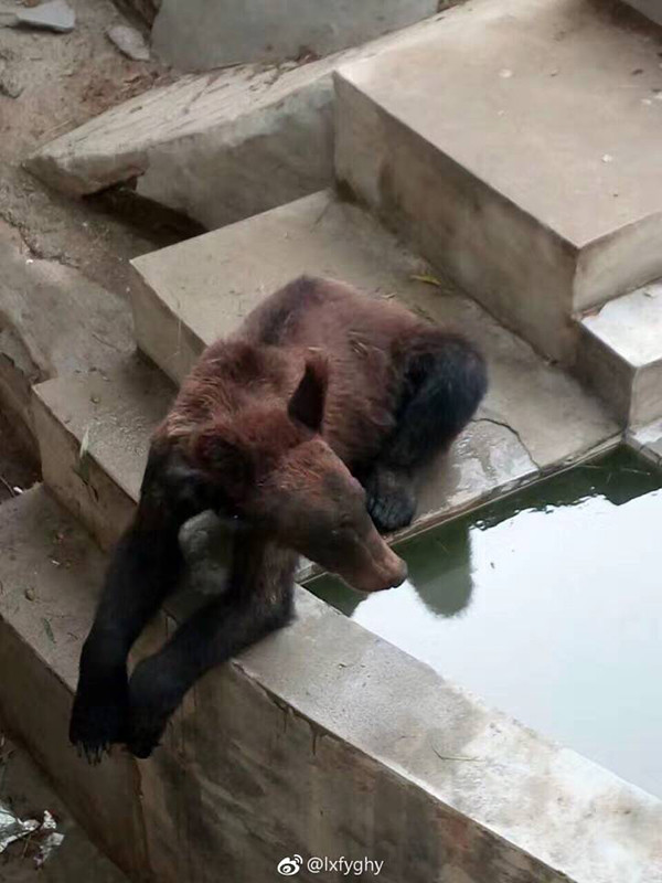 Super skinny brown bear suspected of being abused