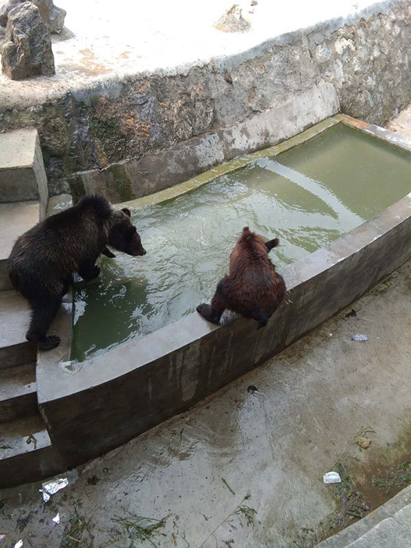 Super skinny brown bear suspected of being abused