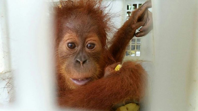 Man stopped on Thai border with orangutans, tortoises, raccoons