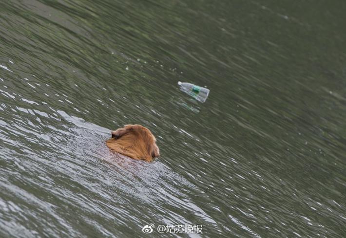 Dog in Suzhou recycles more than 2,000 bottles