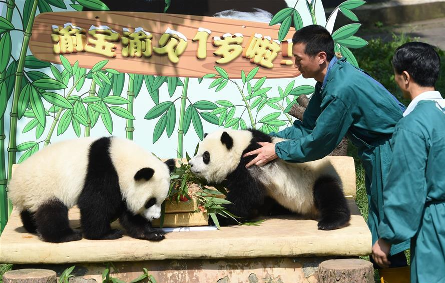 Panda twins celebrate first birthday at Chongqing Zoo