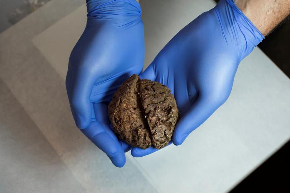 Dozens of naturally preserved brains found in Spanish Civil War-era mass grave