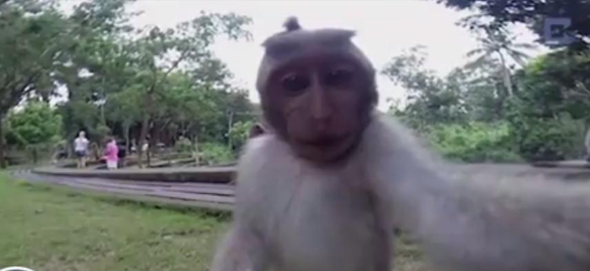 Wild primates in Florida park: Monkey shenanigans on rise