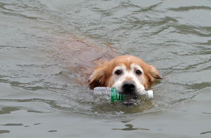 Dog in Suzhou recycles more than 2,000 bottles