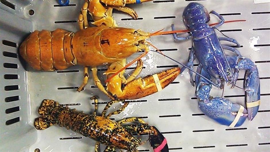 Man beats odds of catching blue lobster, donates to science