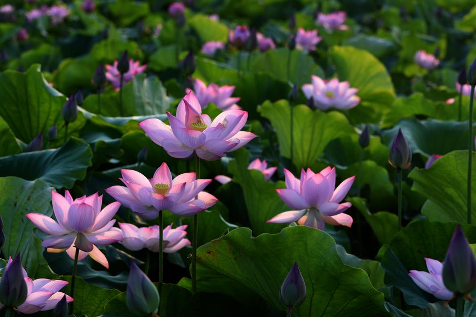 Lotus festival celebrates exotic and ecological art