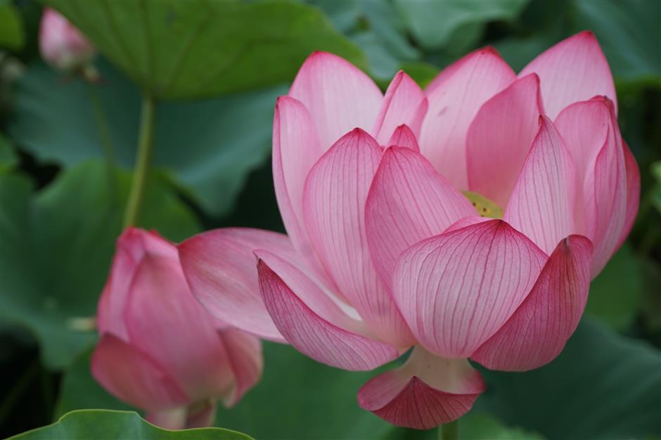 Lotus festival celebrates exotic and ecological art