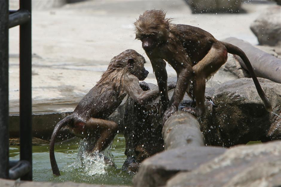 How do animals beat the heat in Shanghai