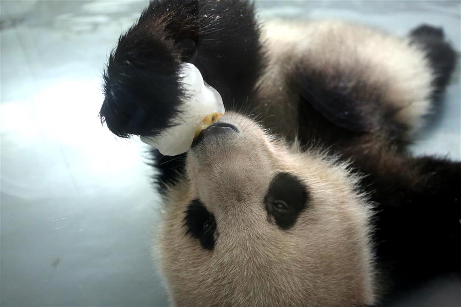 How do animals beat the heat in Shanghai