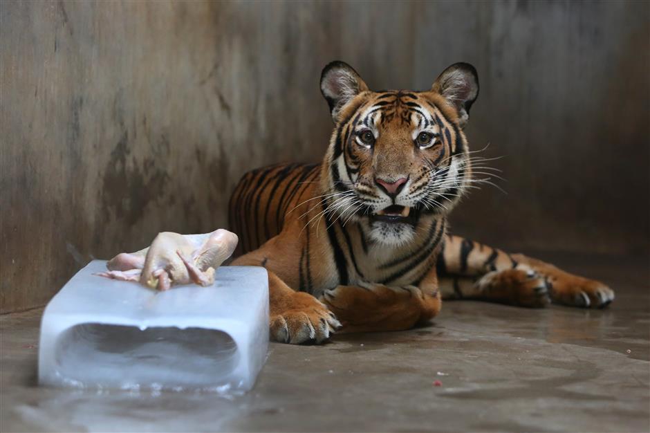 How do animals beat the heat in Shanghai