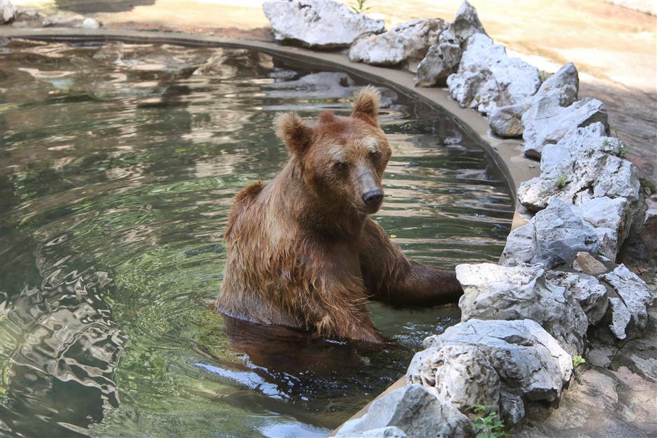 How do animals beat the heat in Shanghai