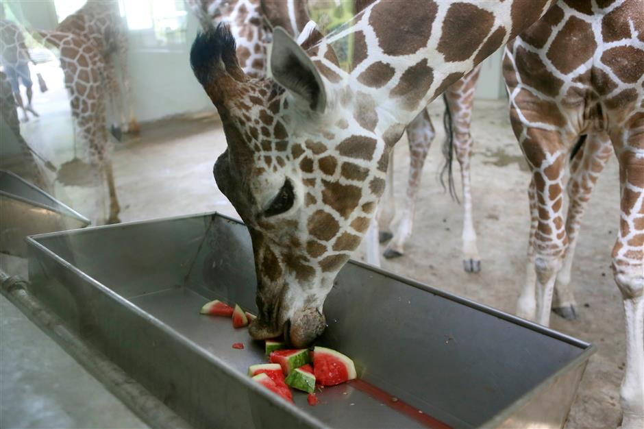 How do animals beat the heat in Shanghai