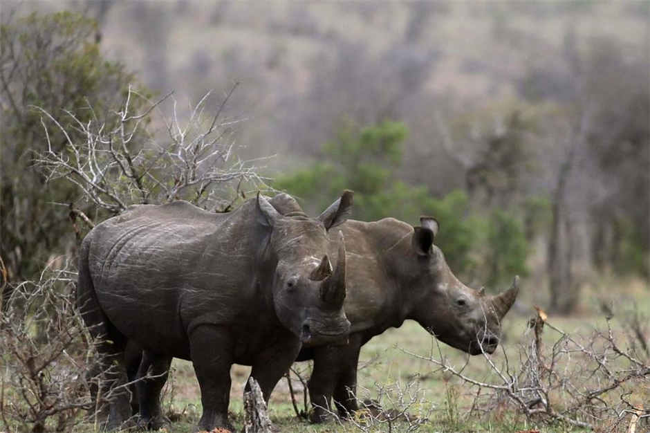 South Africa moves ahead on domestic trade in rhino horn