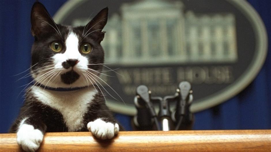 A vacant White House job: first pet