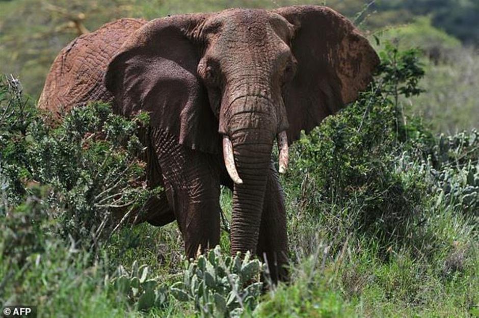 Elephant kills handler in Zimbabwe resort town