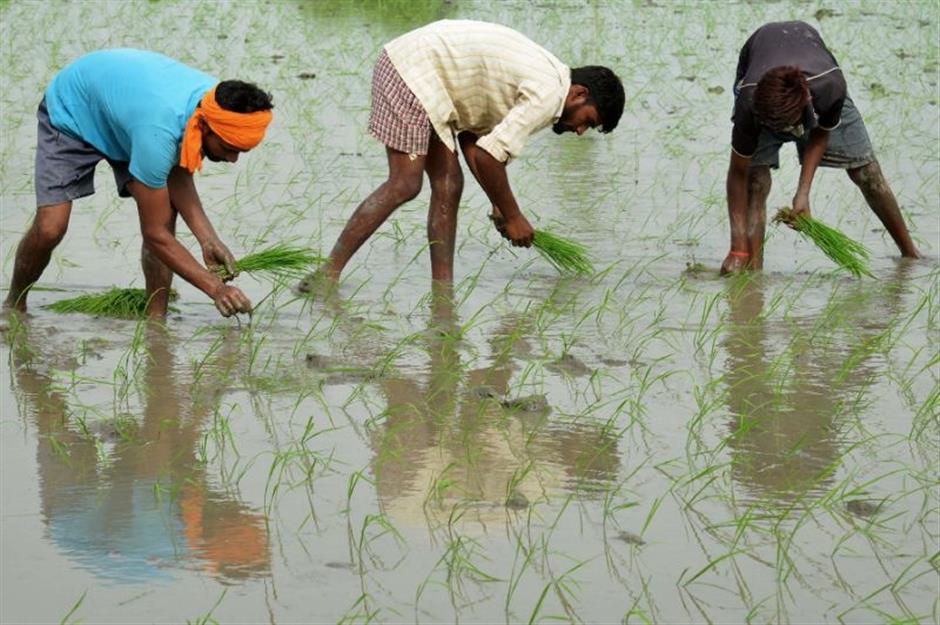 Global warming reduces protein in key crops