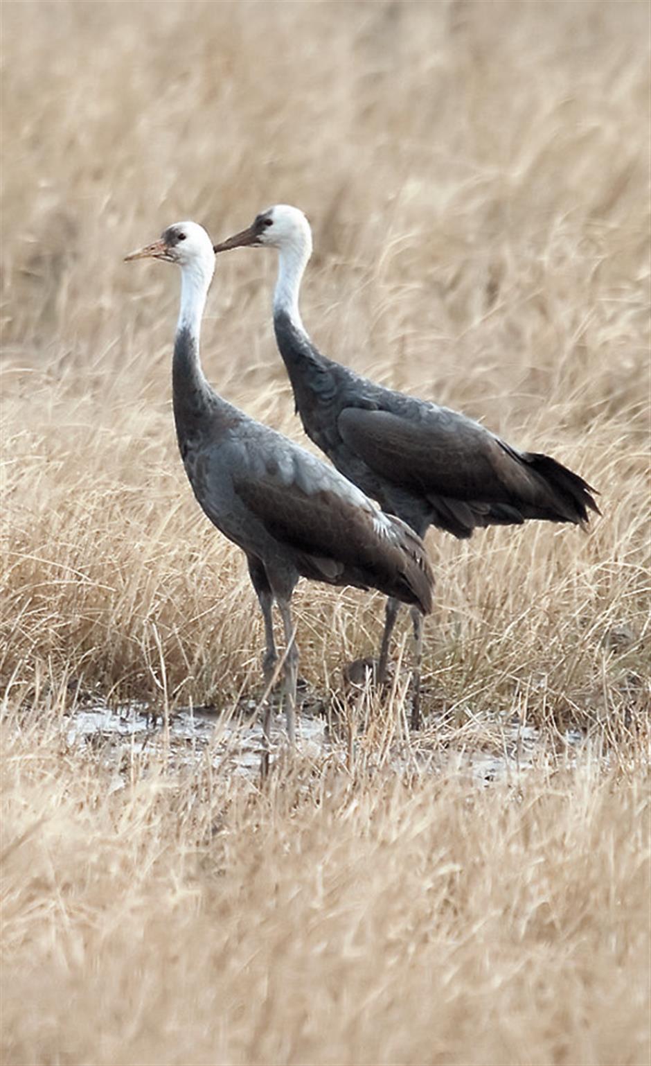 Dancing with the cranes