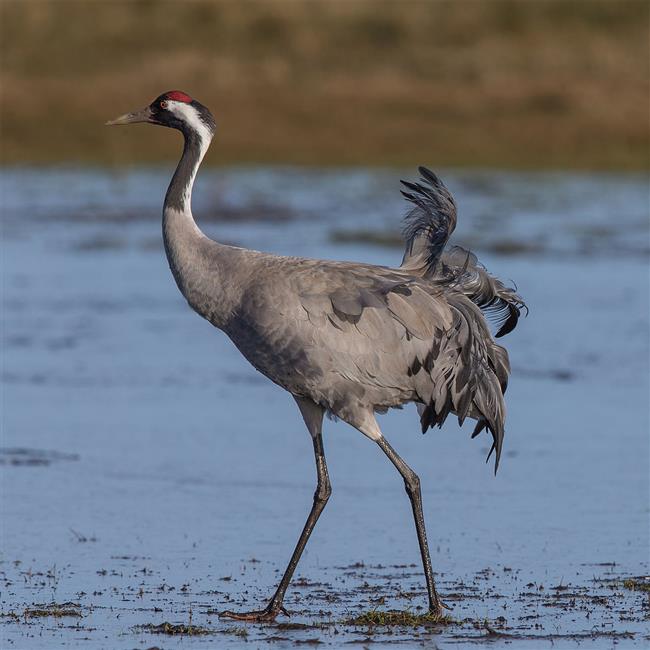 Dancing with the cranes