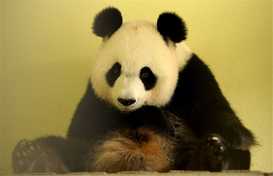 France's first lady to become Huan Huan panda's twins' godmother