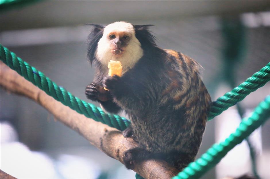 Cute little monkeys from Brazil make Shanghai Zoo their new home