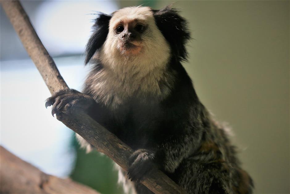 Cute little monkeys from Brazil make Shanghai Zoo their new home