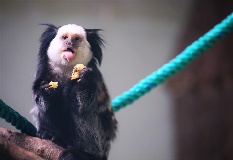 Cute little monkeys from Brazil make Shanghai Zoo their new home