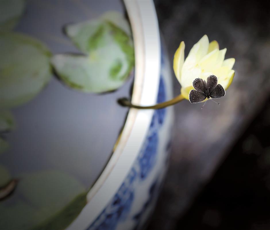 Beauty blooms after 800 years