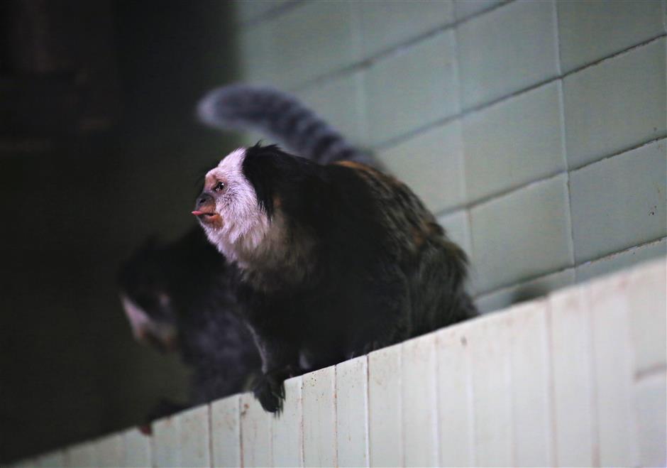 Cute little monkeys from Brazil make Shanghai Zoo their new home