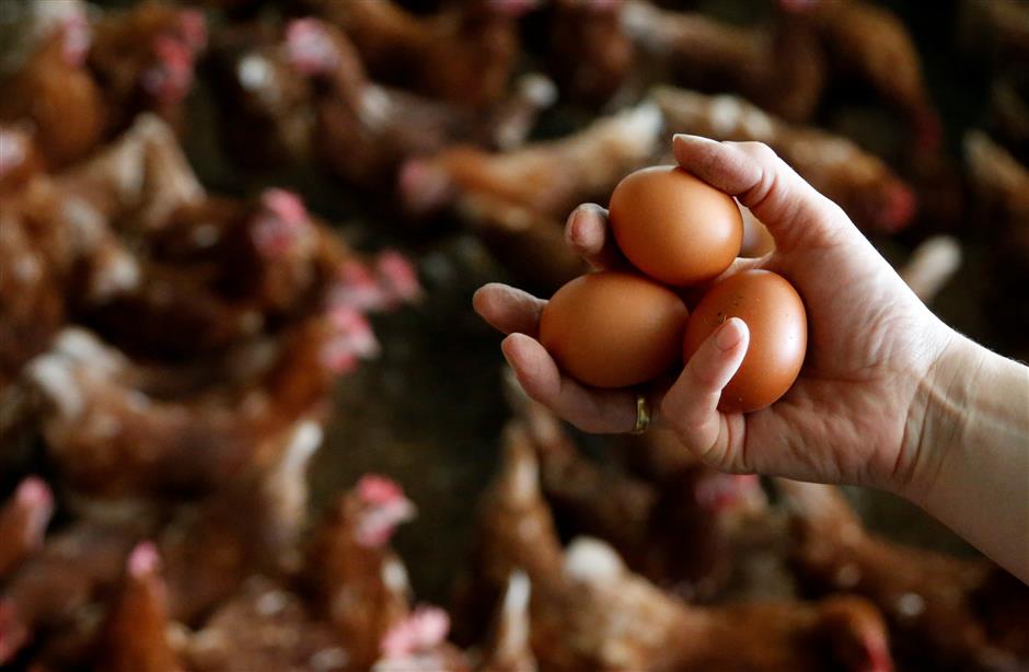 Dutch egg probe widens to chicken meat tests