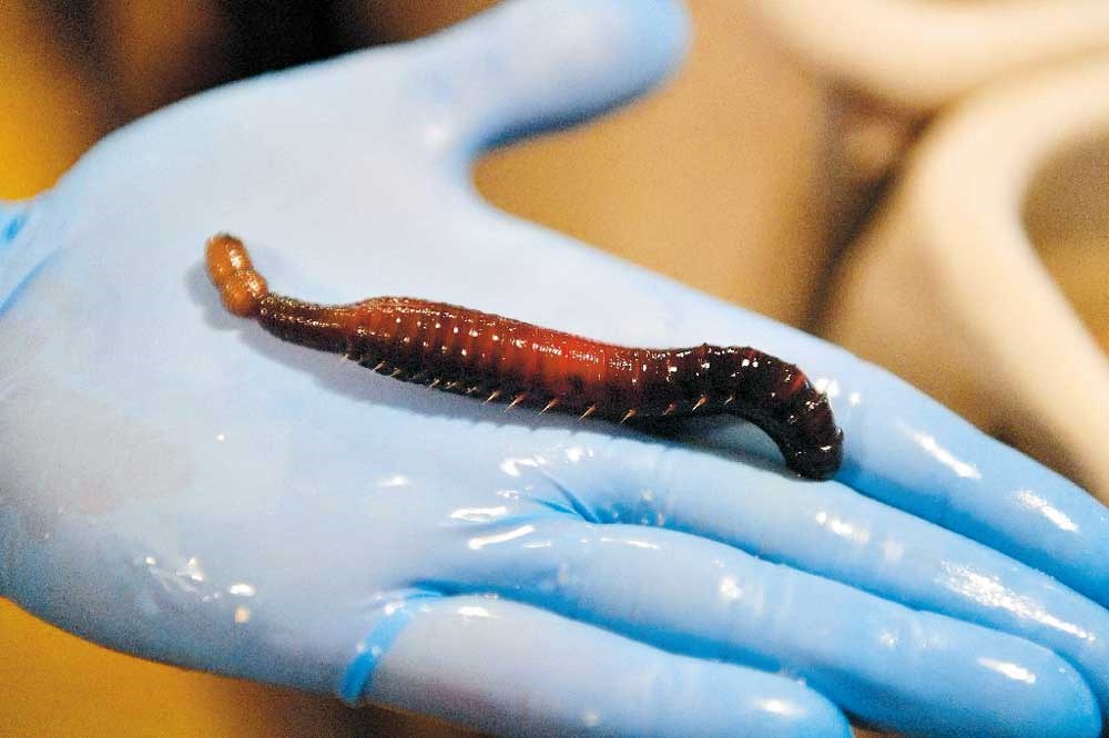the story of how a worm turned into a lifesaver