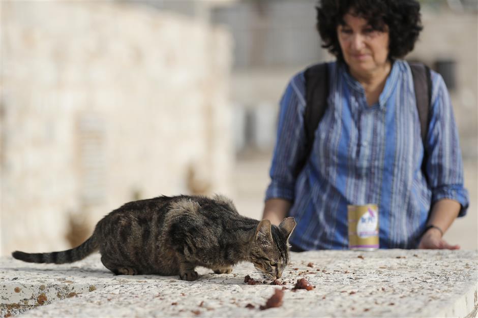 Cat lover's political conflict in Jerusalem