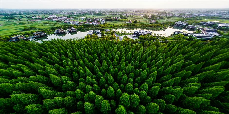 Picturing an even brighter future for Chongming