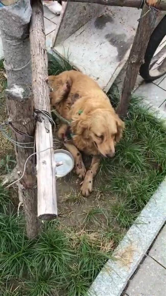 Photo of dog dragged by car sparks fury