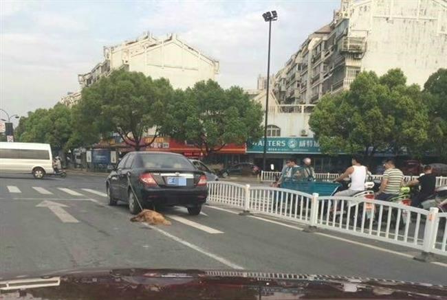 Photo of dog dragged by car sparks fury