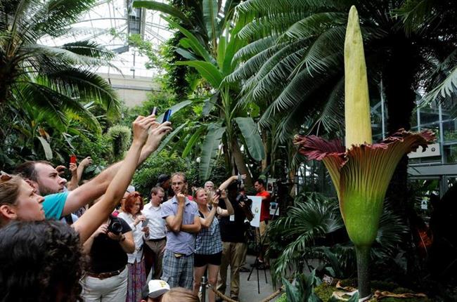 Rare trio of stinky corpse flowers to bloom at Washington garden