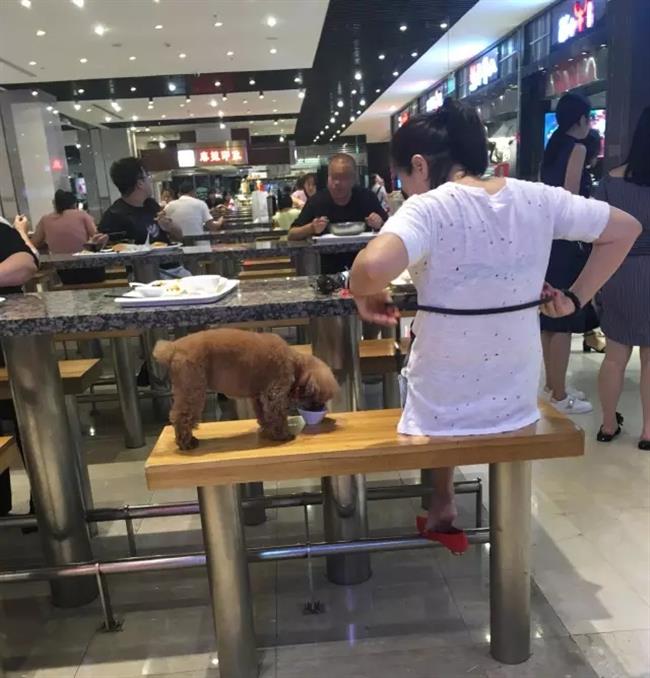 Owners criticized for letting pet dog use public tableware