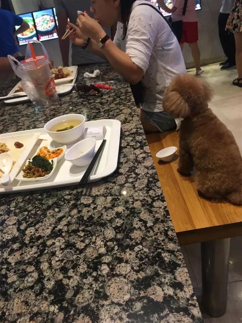 Owners criticized for letting pet dog use public tableware