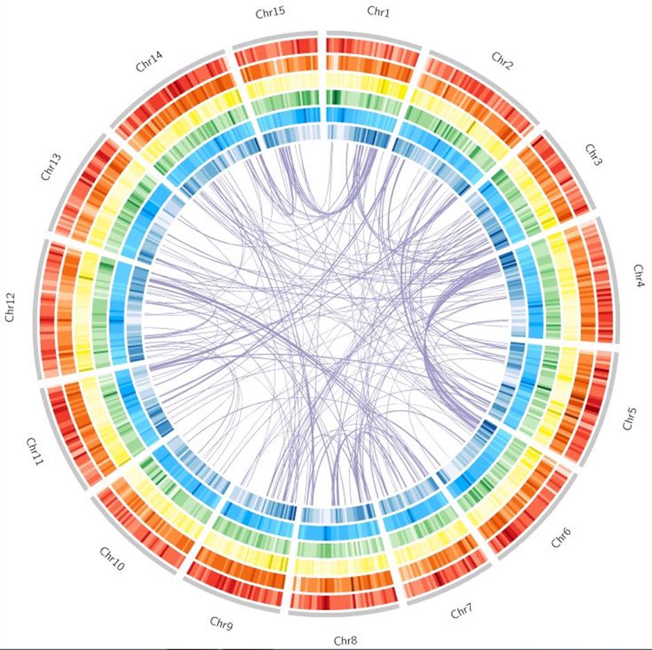 Discovery on genome sequence of sweet potatoes