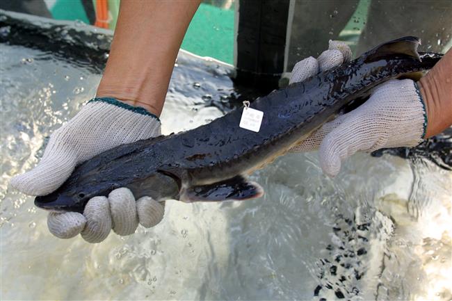 Shanghai set to give sturgeon better protection