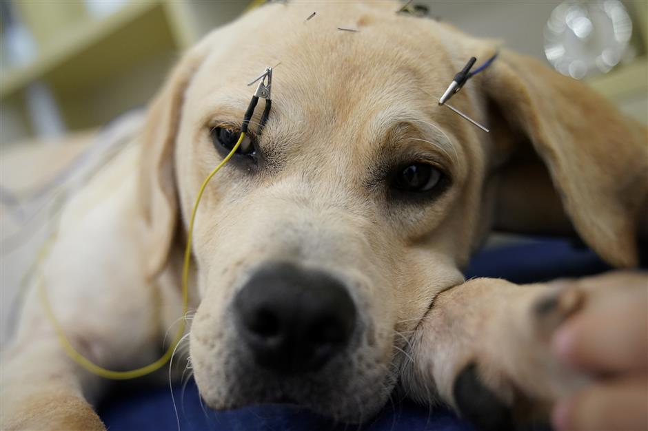 Needles and pins make for happier pets