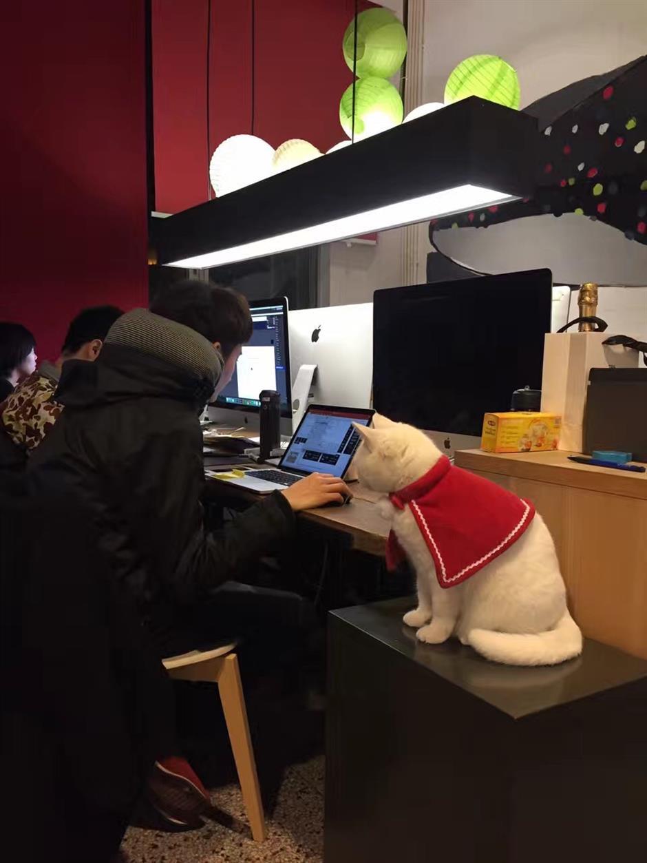 Pets in office cause controversies