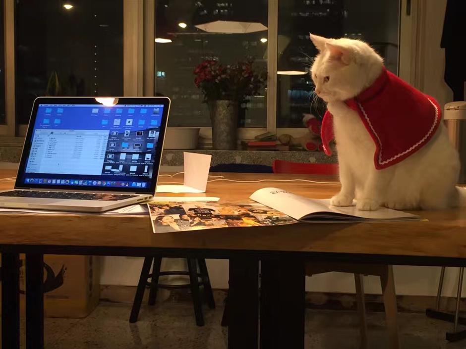 Pets in office cause controversies