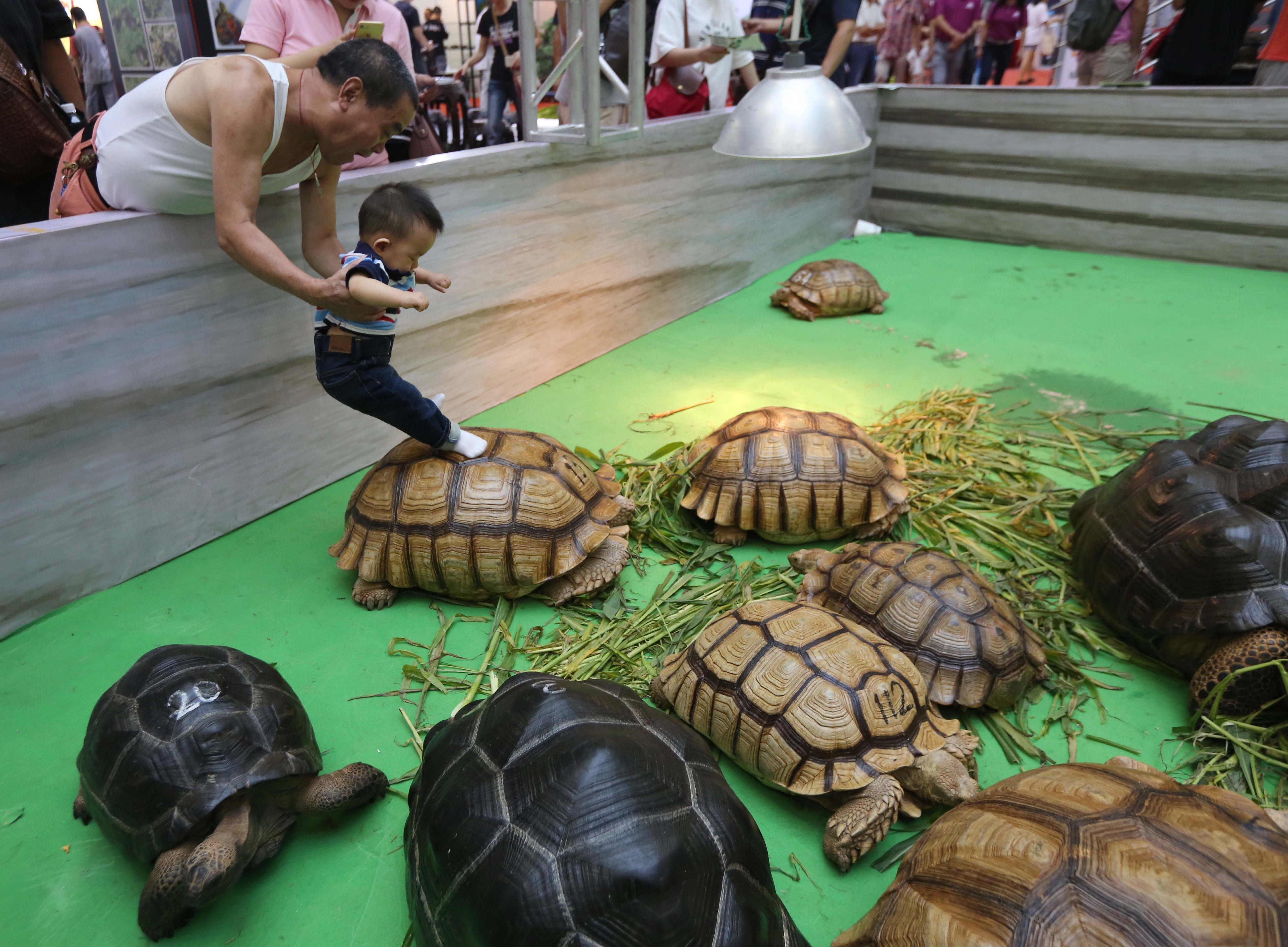 Raising turtles is trendy and can be hugely profitable SHINE News