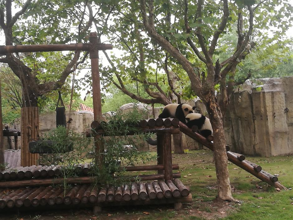 Shanghai to house base for 30 giant pandas