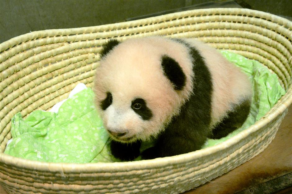 Japan's baby panda now has a name: Xiang Xiang, or fragrance